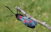 Zygaena sp.